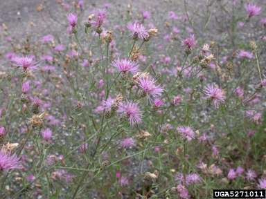 Spotted knapweed